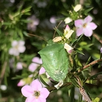 Cuspicona simplex (Green potato bug) at Black Range, NSW - 15 Sep 2020 by Steph H