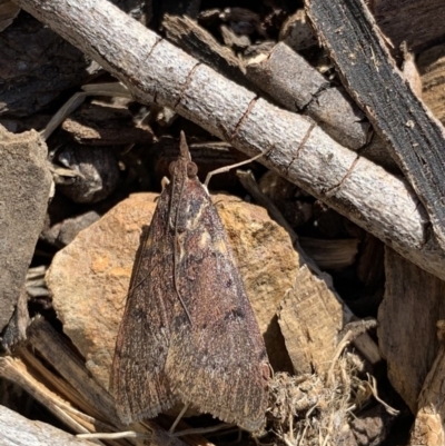 Uresiphita ornithopteralis (Tree Lucerne Moth) at Black Range, NSW - 15 Sep 2020 by Steph H