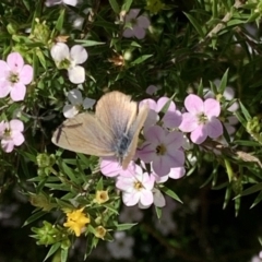 Zizina otis (Common Grass-Blue) at Black Range, NSW - 15 Sep 2020 by Steph H