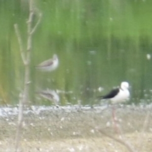 Tringa nebularia at Fyshwick Sewerage Treatment Plant - 15 Nov 2014 11:35 AM