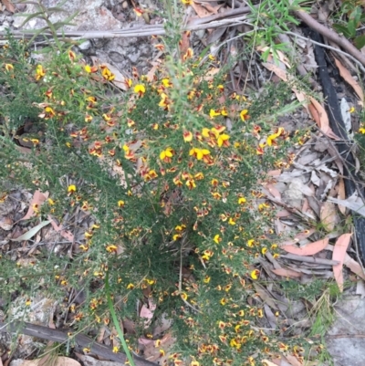 Bossiaea obcordata (Spiny Bossiaea) at Woodstock, NSW - 12 Sep 2020 by Evelynm