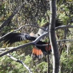 Calyptorhynchus lathami (Glossy Black-Cockatoo) at Mount Jerrabomberra - 6 Apr 2020 by Liam.m