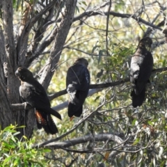 Calyptorhynchus lathami lathami at Jerrabomberra, NSW - 6 Apr 2020