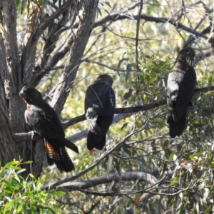 Calyptorhynchus lathami at Jerrabomberra, NSW - 6 Apr 2020