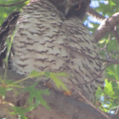 Ninox strenua (Powerful Owl) at Haig Park - 28 Mar 2015 by Liam.m