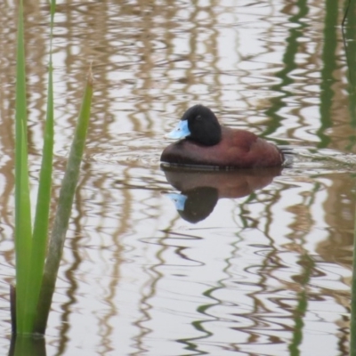 Oxyura australis (Blue-billed Duck) at Fyshwick, ACT - 15 Sep 2017 by Liam.m