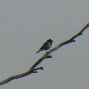 Melanodryas cucullata at Tennent, ACT - 23 Feb 2020