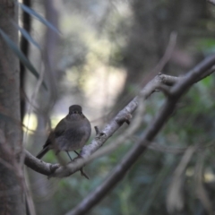 Petroica rodinogaster (Pink Robin) at Acton, ACT - 19 May 2019 by Liam.m