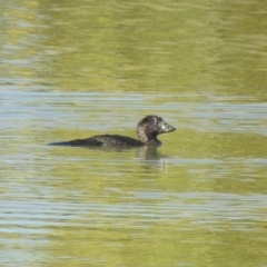 Biziura lobata (Musk Duck) at Coombs, ACT - 3 Mar 2019 by Liam.m