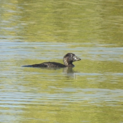 Biziura lobata (Musk Duck) at Coombs Ponds - 3 Mar 2019 by Liam.m