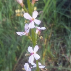 Stylidium graminifolium (grass triggerplant) at WREN Reserves - 15 Sep 2020 by Kayjay