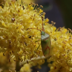 Stauralia sp. (genus) (False stink bug) at Black Mountain - 15 Sep 2020 by ConBoekel