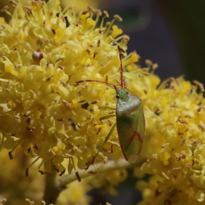 Stauralia sp. (genus) (False stink bug) at Downer, ACT - 15 Sep 2020 by ConBoekel