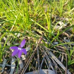 Glossodia major (Wax Lip Orchid) at West Albury, NSW - 15 Sep 2020 by erika