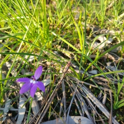 Glossodia major (Wax Lip Orchid) at West Albury, NSW - 15 Sep 2020 by erika