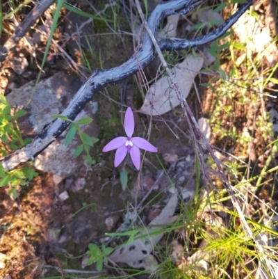 Glossodia major (Wax Lip Orchid) at West Albury, NSW - 15 Sep 2020 by erika