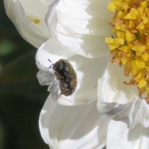 Dermestidae sp. (family) at Macarthur, ACT - 15 Sep 2020