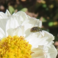 Dermestidae sp. (family) at Macarthur, ACT - 15 Sep 2020