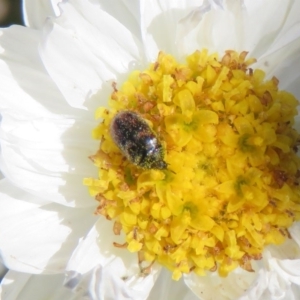 Dermestidae sp. (family) at Macarthur, ACT - 15 Sep 2020