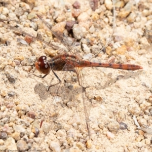 Diplacodes bipunctata at Molonglo River Reserve - 15 Sep 2020 12:27 PM