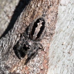 Sandalodes superbus (Ludicra Jumping Spider) at Molonglo River Reserve - 15 Sep 2020 by Roger