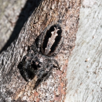 Sandalodes superbus (Ludicra Jumping Spider) at Molonglo River Reserve - 15 Sep 2020 by Roger