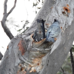 Callocephalon fimbriatum at Acton, ACT - suppressed