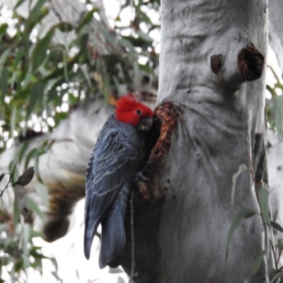 Callocephalon fimbriatum (Gang-gang Cockatoo) at Acton, ACT - 15 Sep 2020 by HelenCross