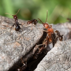 Papyrius nitidus (Shining Coconut Ant) at Molonglo River Reserve - 15 Sep 2020 by Roger