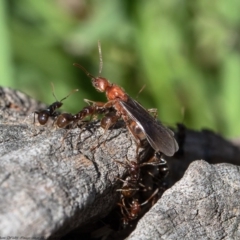 Papyrius nitidus at Molonglo River Reserve - suppressed