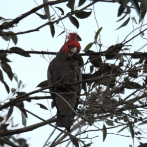 Callocephalon fimbriatum at Acton, ACT - suppressed