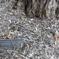 Callocephalon fimbriatum at Acton, ACT - suppressed