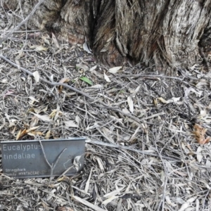 Callocephalon fimbriatum at Acton, ACT - suppressed