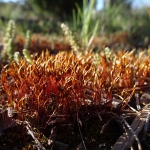 Ditrichaceae at Reid, ACT - 15 Sep 2020