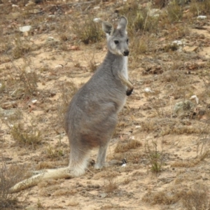 Osphranter robustus robustus at Tennent, ACT - 12 Sep 2020