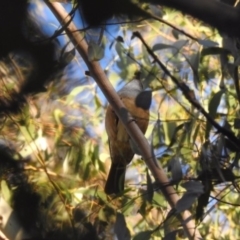 Pachycephala olivacea (Olive Whistler) at Paddys River, ACT - 27 Jun 2020 by Liam.m