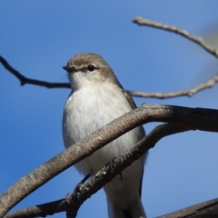 Microeca fascinans (Jacky Winter) at Paddys River, ACT - 15 Jun 2019 by Liam.m