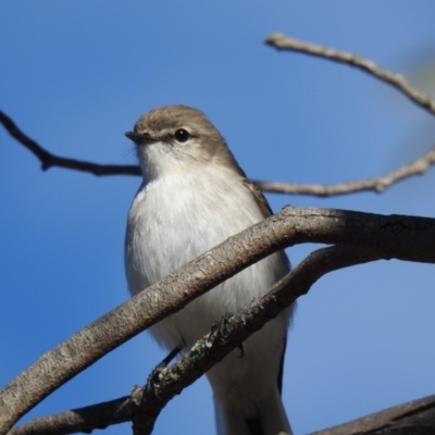 Microeca fascinans (Jacky Winter) at Paddys River, ACT - 14 Jun 2019 by Liam.m