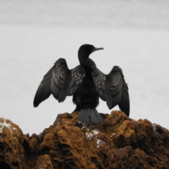 Phalacrocorax sulcirostris (Little Black Cormorant) at Long Beach, NSW - 12 Sep 2020 by MatthewFrawley