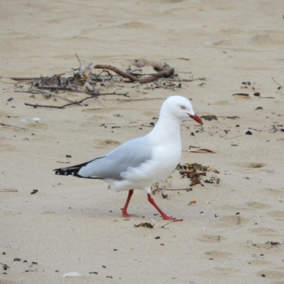 Chroicocephalus novaehollandiae (Silver Gull) at Long Beach, NSW - 14 Sep 2020 by MatthewFrawley