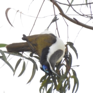 Entomyzon cyanotis at Curtin, ACT - 3 Aug 2020