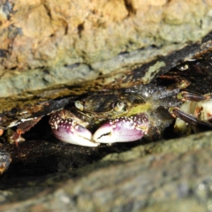 Leptograpsus variegatus (Purple Rock Crab) at Long Beach, NSW - 14 Sep 2020 by MatthewFrawley
