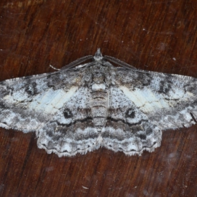 Cleora displicata (A Cleora Bark Moth) at Ainslie, ACT - 14 Sep 2020 by jb2602