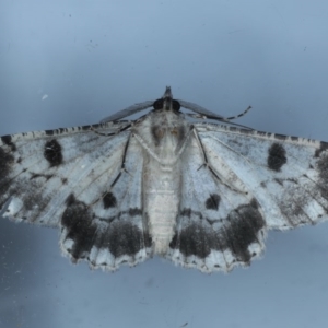 Cleora displicata at Ainslie, ACT - 14 Sep 2020