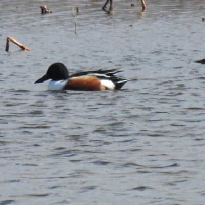 Spatula clypeata (Northern Shoveler) at Fyshwick, ACT - 19 Jul 2020 by Liam.m