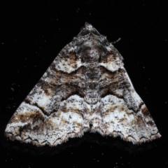 Gastrina cristaria (Wave-lined Geometrid) at Ainslie, ACT - 14 Sep 2020 by jb2602