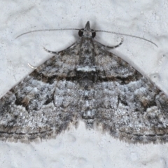 Phrissogonus laticostata (Apple looper moth) at Ainslie, ACT - 14 Sep 2020 by jb2602