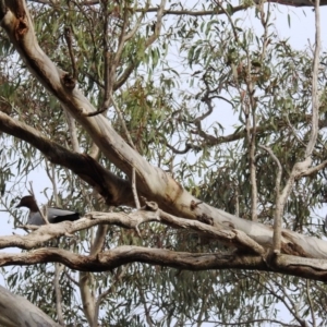 Chenonetta jubata at Kambah, ACT - 15 Sep 2020 08:15 AM