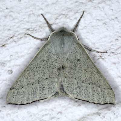 Oenochroma subustaria (Grey Wine Moth) at Ainslie, ACT - 14 Sep 2020 by jb2602