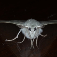 Oenochroma subustaria at Ainslie, ACT - 14 Sep 2020